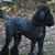 Debbi Littlejohn-Michael's profile image