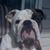 Brooke Jenkins-Jones's profile image
