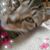 Judy Coumont's profile image