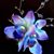 Pamela Mynard's profile image