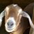 Lisa Fulton Ingle's profile image