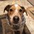 Denise Burrows Stoops's profile image