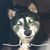 Diane Johnson's profile image