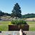 Shelley Millis-Wight's profile image