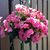 June Cadd's profile image