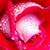 Rose BW's profile image