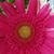 Deb Bradley's profile image