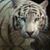 Dianne Taylor's profile image