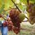 Cathy Currier's profile image