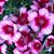 Debbie Firlie's profile image