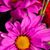 Nicole T.'s profile image