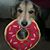 Susann Lisa Bacon's profile image