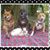 Stacy Daniel's profile image