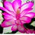 Sheri Lynn Snyder's profile image