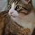 Kim Allison's profile image