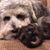 Vinny Bella Schnauzers's profile image