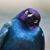 Theresa Pellegrino's profile image