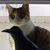 Luci Lu's profile image