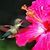 Cathy Cornell Barnes's profile image