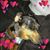 Cheryl Cowan Adams's profile image