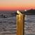 Cathie Blevins Botts's profile image