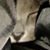Shiho Sasaki's profile image