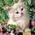 Alexander Chipol's profile image