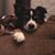 Arden Steffen's profile image