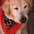 Lori Kieffer-Garrison's profile image