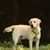 Lisa Dellinger's profile image