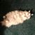 Pamela Simmons's profile image