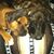 Laurie Berzai Davis Owens's profile image