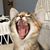 Noriko Kantake's profile image