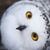 Elaine Skurnowicz's profile image
