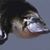 Maria Pacillo Symonds's profile image