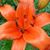 Lori Worthey Coleman's profile image