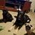 Alissa Hepworth Herriges's profile image