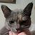 Sharon Earnest Russell's profile image