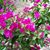 Susan Pankowsky's profile image