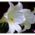 Elisabeth Ortiz De Vidal's profile image