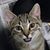Sherri Werkmeister's profile image