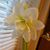 Norma Large's profile image