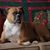 Lisa Gillespie's profile image