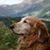 Janine D'Anniballe's profile image