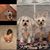 Diane Tayler-Falgren's profile image
