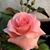 Silvia Rodriguez's profile image
