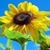 Janet Prost's profile image