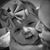 Allison Red's profile image
