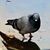 Gary Zimmerman's profile image