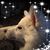 Pam Foster Bracewell's profile image